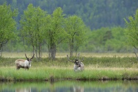 Sob polarni - Rangifer tarandus - Reindeer 0055